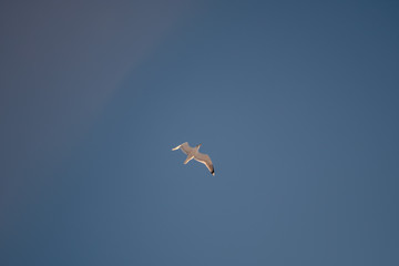 White seagulls on a background of blue sky. Birds on the coast. A clear, cloudless sky. Graceful flight and soaring above. The pleasure of the air and the joy of being. Day, cold, sunny.
