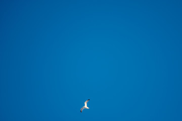 White seagulls on a background of blue sky. Birds on the coast. A clear, cloudless sky. Graceful flight and soaring above. The pleasure of the air and the joy of being. Day, cold, sunny.
