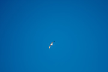 Obraz na płótnie Canvas White seagulls on a background of blue sky. Birds on the coast. A clear, cloudless sky. Graceful flight and soaring above. The pleasure of the air and the joy of being. Day, cold, sunny.