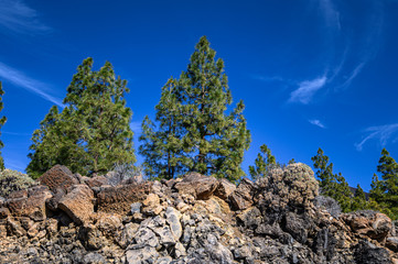 Mountains and pine tree forest, volcano Teide. National Park. Tenerife, Canary Islands