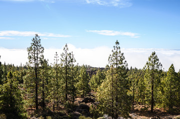 Mountains and pine tree forest, volcano Teide. National Park. Tenerife, Canary Islands
