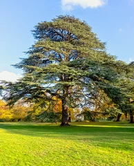 Foto op Plexiglas Cedrus libani tree known as cedar of Lebanon or Lebanon cedar in Osterley, Isleworth, London, UK © Marcin