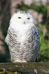  white owl
