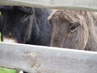 donkey behind fence