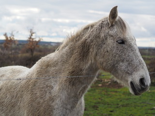 Obraz premium horse in a farm on a fence