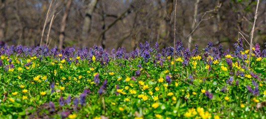 spring forest glade covered by a flowers, spring outdoor background