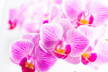 Pink orchids bright closeup in full frame, wallpaper