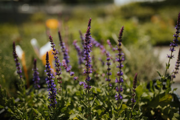  plant nursery with beautiful flowers