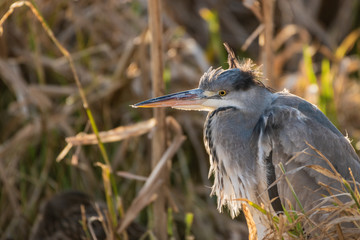 A common Grey Heron (Ardea cinerea) patiently rests under cover of reeds.
