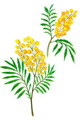 Watercolor illustration of spring branches.  Acacia, mimosa in bloom with yellow flowers. 