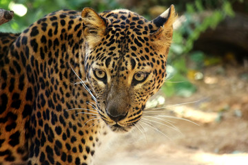 Fototapeta na wymiar Sri Lanka Leopard Head Portrait
