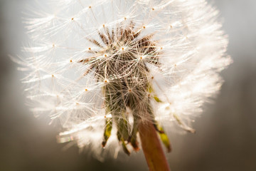 Glowing dandelion seed head in bright daylight.