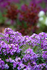 purple flowers in the garden