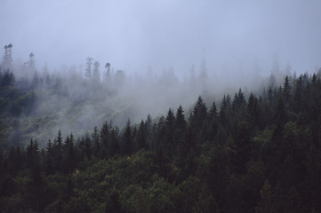 Pine forest on the mountain tops in the fog. Cloud falls Mountain