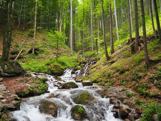 Fototapeta premium Nature in Austria