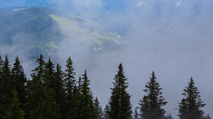 pine tree forest in a mist, nice natural background