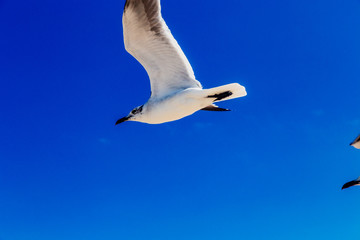 aves