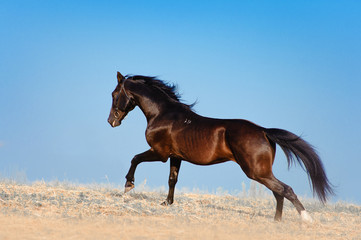 Fototapeta na wymiar The stunning black stallion galloping across the field on a background of blue sky. Horse mane develops in the wind
