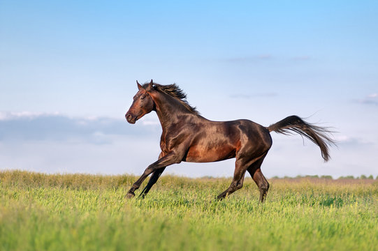 Young brown horse galloping, jumping on the field on a neutral background