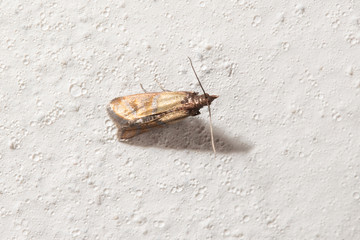 Macro of Plodia interpunctella, the food moth which often represents an infestation problem in home kitchens