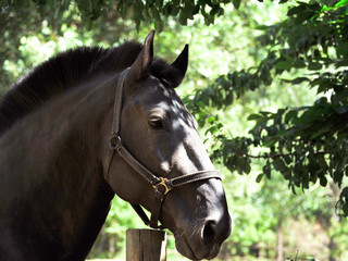 Obraz premium Portrait of black Frisian horse with developing mane on nature background