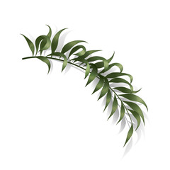 Tropical leaf palm isolated. Vector illustration. EPS 10