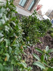 young plants in greenhouse