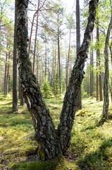 Pine forest with birch in Lahemaa National Park in Estonia