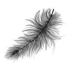 Feather isolated on white.Vector illustration.