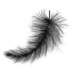 Obraz premium Feather isolated on white.Vector illustration.