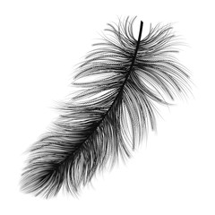 Obraz premium Feather isolated on white.Vector illustration.