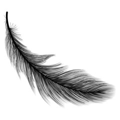 Feather isolated on white.Vector illustration.