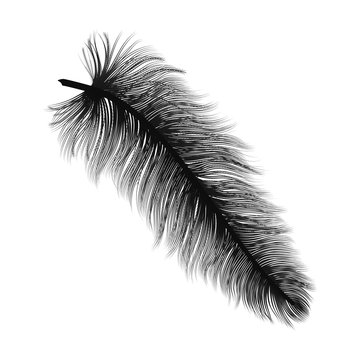 Ostrich Feather PNG Transparent Images Free Download, Vector Files