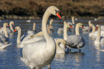 River full of swans