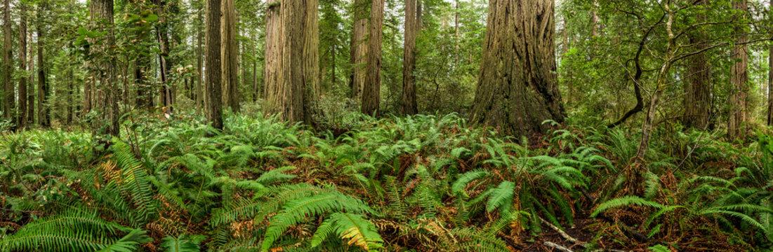 Ferns and Redwoods Pano