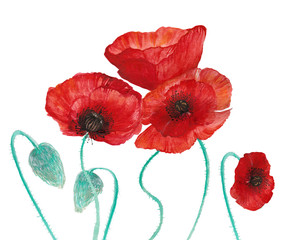 Hand drawn illustration in watercolor with poppies