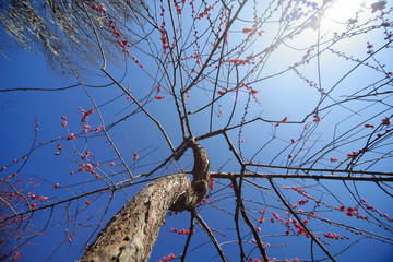 The plum blossoms are in full bloom now