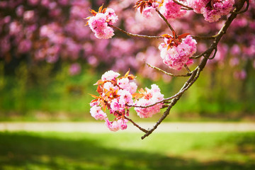 pink cherry blossom tree in full bloom on a spring day
