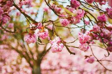 pink cherry blossom tree in full bloom on a spring day