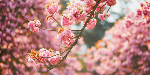 pink cherry blossom tree in full bloom on a spring day