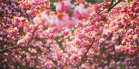 pink cherry blossom tree in full bloom on a spring day