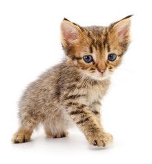 Kitten on white background.