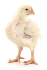 Small yellow chicken