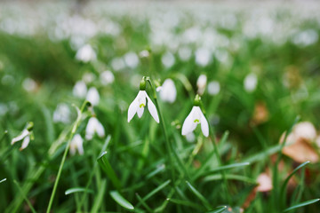 Fototapeta premium Many beauitul white snowdrops
