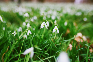 Many beauitul white snowdrops