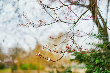 pink cherry blossom tree in full bloom on a spring day