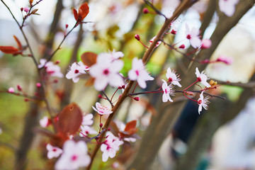 pink cherry blossom tree in full bloom on a spring day