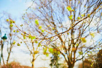 Tree branch with green leaves on it on a spring day