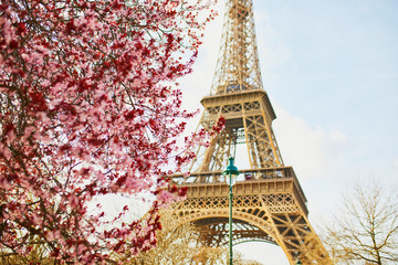 Cherry blossom flowers in full bloom with Eiffel tower in the background