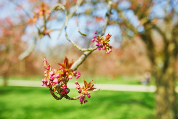 pink cherry blossom tree starting to bloom on a spring day